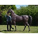 Bronzen beeld Groot paard Bronzen beeld Groot paard