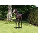 Bronzeskulptur Fohlen Bronzeskulptur Fohlen