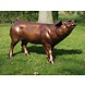 Bronzen beeld Varken model 1 Bronzen beeld Varken model 1