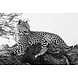 Glasschilderij Liggende panter 80x120cm. Glasschilderij Liggende panter 80x120cm.