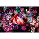 Glasschilderij Roze schoonheid 80x120cm. Glasschilderij Roze schoonheid 80x120cm.