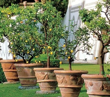 Terracotta pots and jars