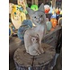 Houten beeld kat met kitten Houten beeld kat met kitten