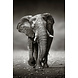 Glasschilderij Olifant op je af 80x120cm. Glasschilderij Olifant op je af 80x120cm.