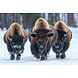 Glasgemälde Drei Bisons 80x120cm. Glasgemälde Drei Bisons 80x120cm.