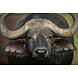 Glasschilderij Grote buffel 80x120cm. Glasschilderij Grote buffel 80x120cm.