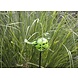 Glazen vogel op tuinsteker groen 90cm. Glazen vogel op tuinsteker groen 90cm.