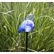 Glas vogel op tuinsteker hangende staart blauw 90cm. Glas vogel op tuinsteker hangende staart blauw 90cm.