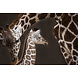 Glasgemälde Giraffen lieben 80x120cm. Glasgemälde Giraffen lieben 80x120cm.