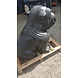 Beeld hond supergroot Bulldog 110cm Beeld hond supergroot Bulldog 110cm