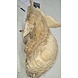 Beeld hout Olifant met indisch kleed 30cm Beeld hout Olifant met indisch kleed 30cm