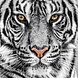 Glasschilderij Tijger wit 80x80cm Glasschilderij Tijger wit 80x80cm
