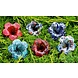 Glazen bloem Lelie blauw -wit 25cm Glazen bloem Lelie blauw -wit 25cm