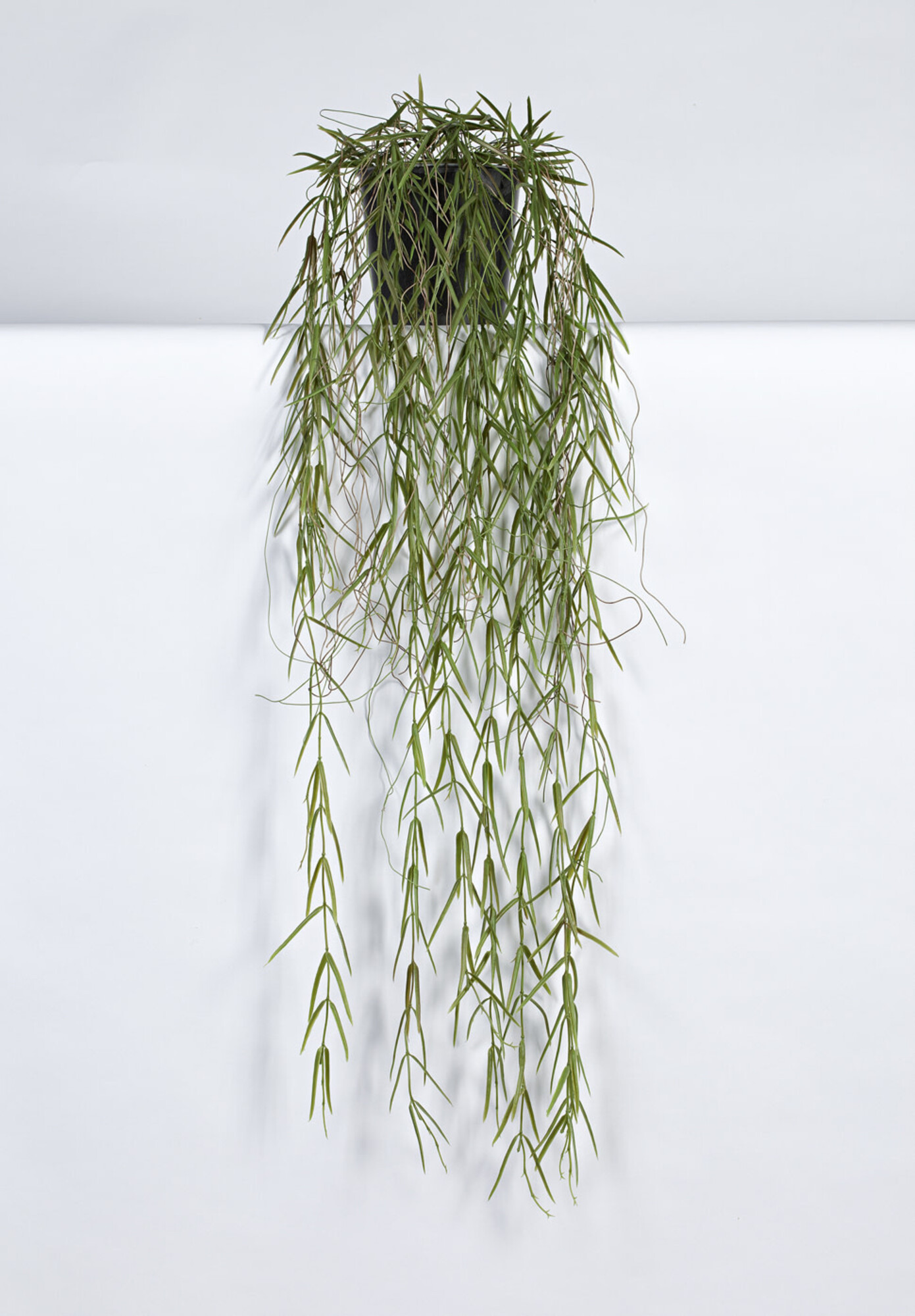 Hanging plant in pot Hoya 95cm Eliassen.nl Eliassen Home & Garden