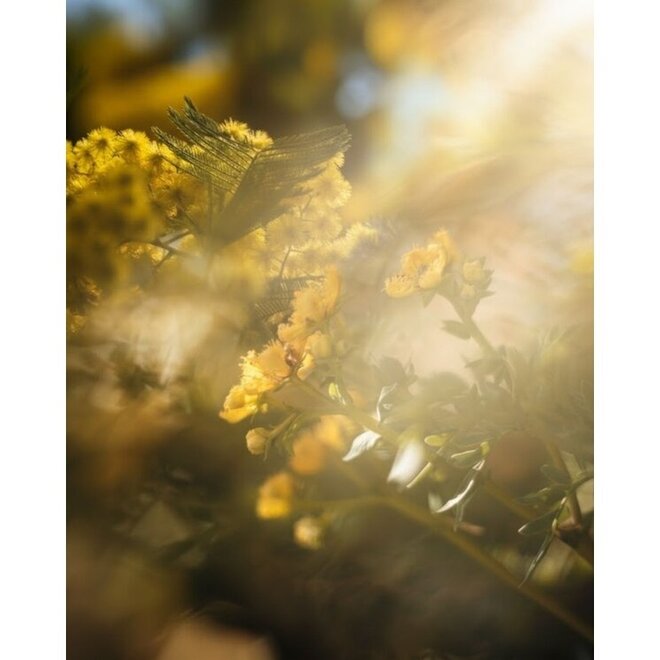 Roomspray echoes of kindness