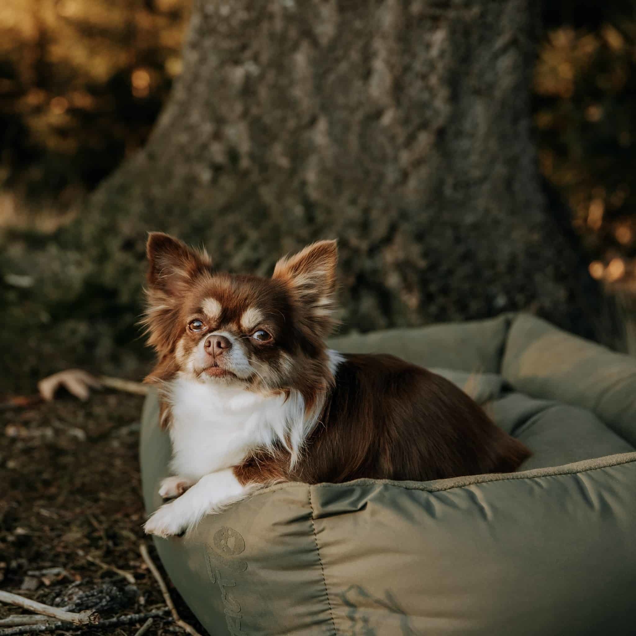 LODGE Box Bed - Waterafstotende & Comfortabele Hondenmand - Verkrijgbaar in 4 maten - Donkergrijs, Lichtgrijs en Leger Groen-4