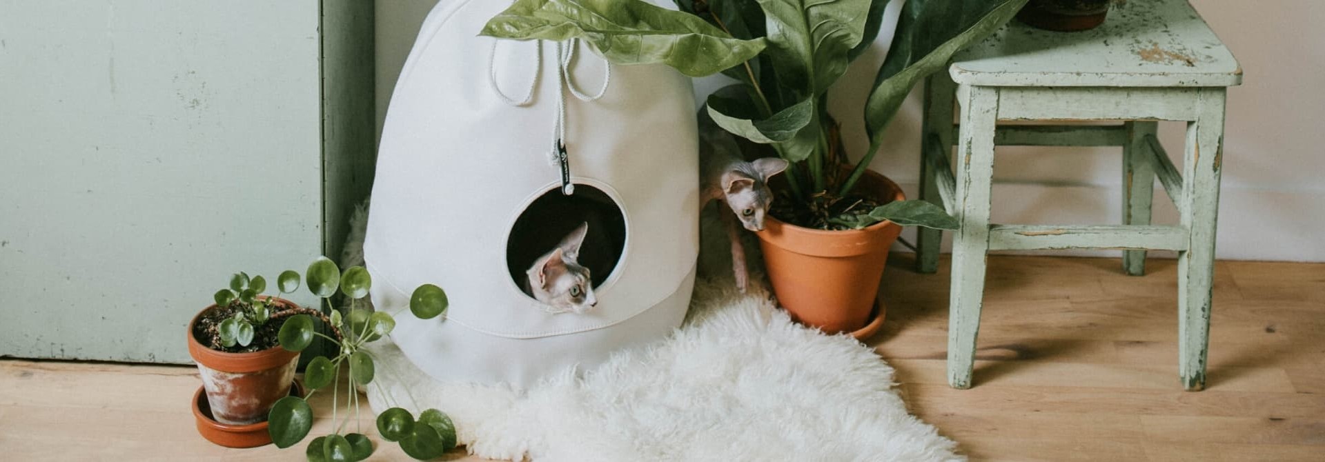 Cat Houses & Dens