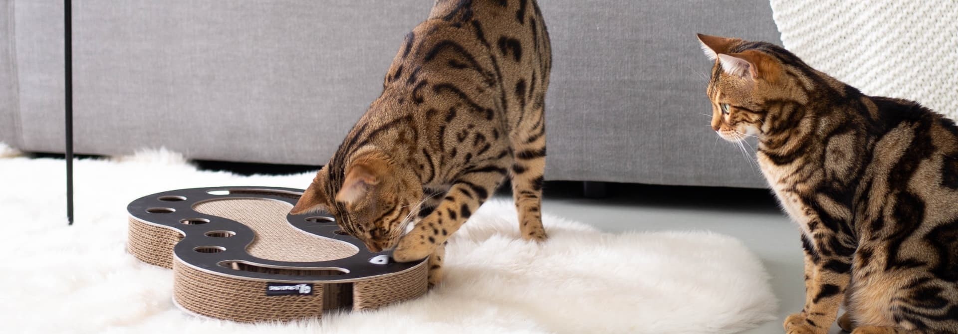 Cat Toys