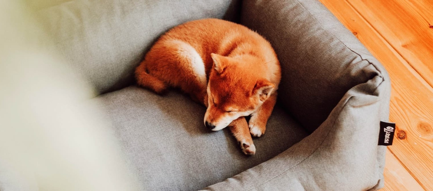 Dog Beds
