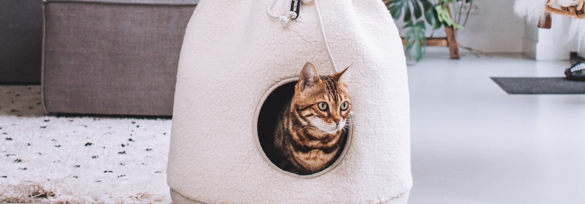Kattenhuisjes