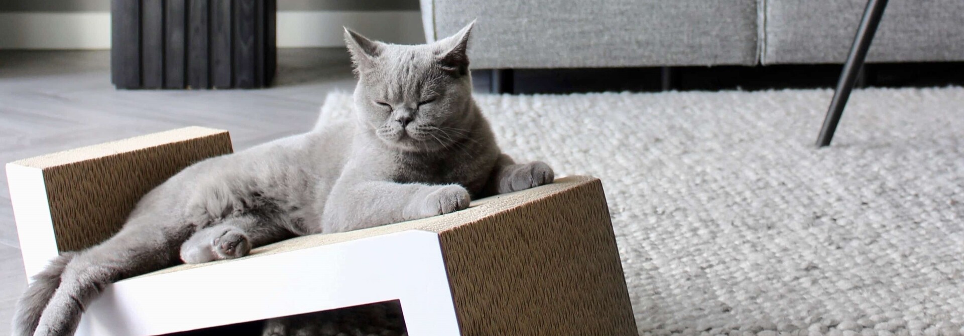 5 Tips & Cadeaus voor Kittens