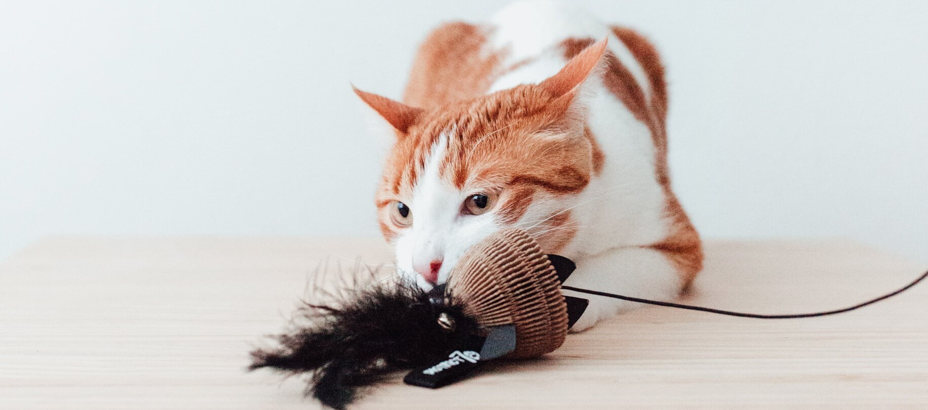 Cat Toys