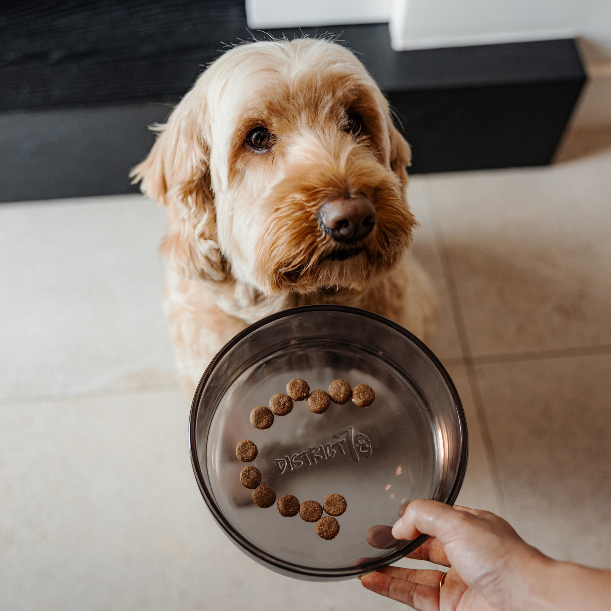 DAWN - Glass Bowl - Available in 3 sizes - Black and Champagne-2