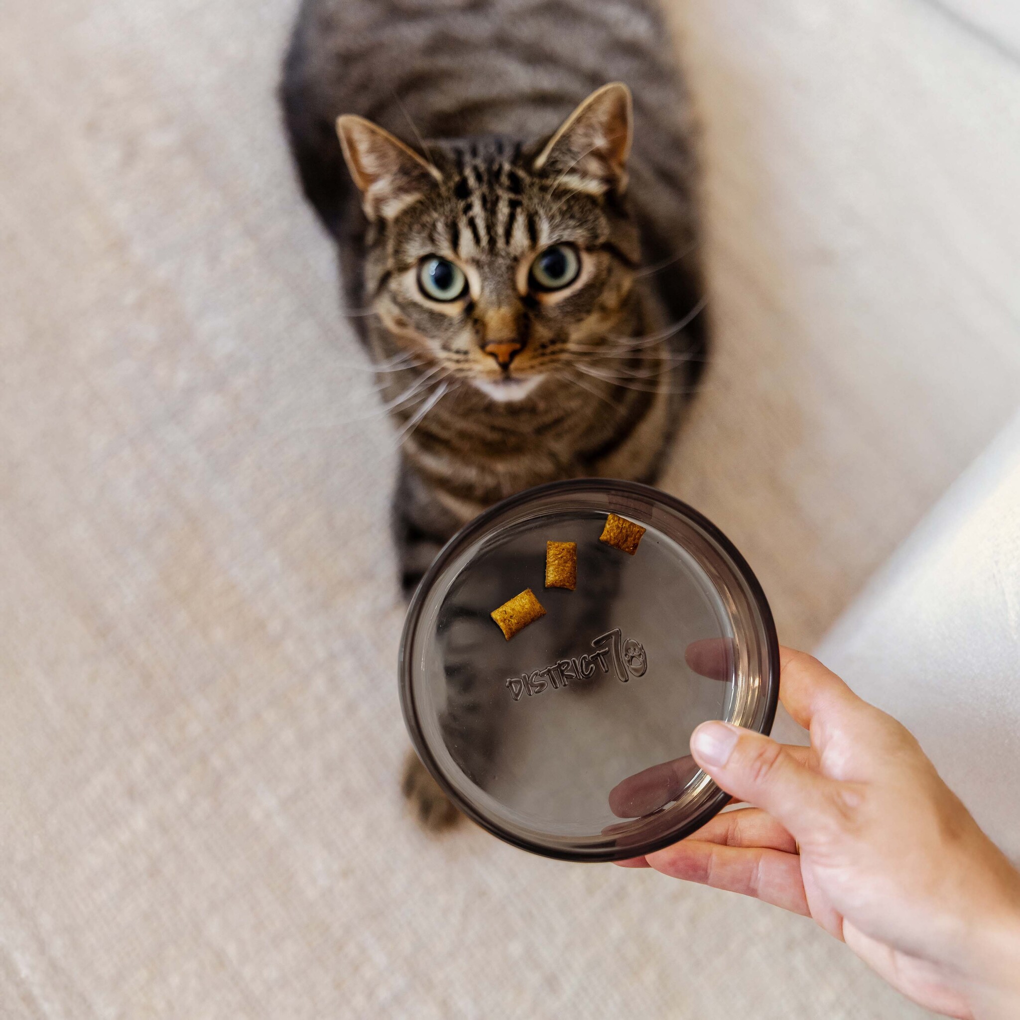 DAWN - Glazen voerbak - One Size - Zwart en Champagne-2