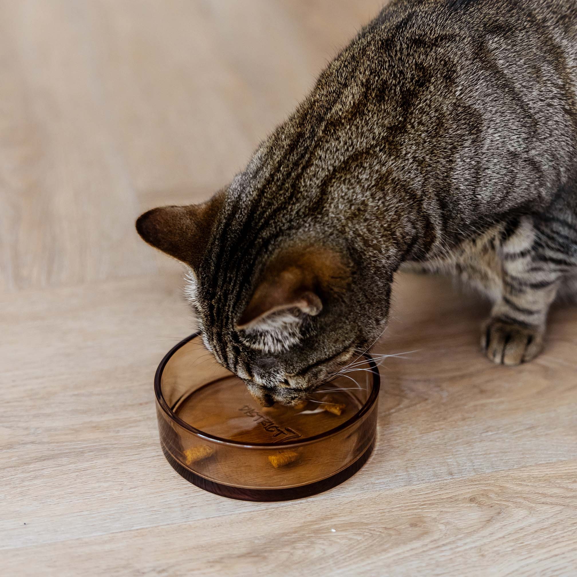 DAWN - Glazen voerbak - One Size - Zwart en Champagne-3