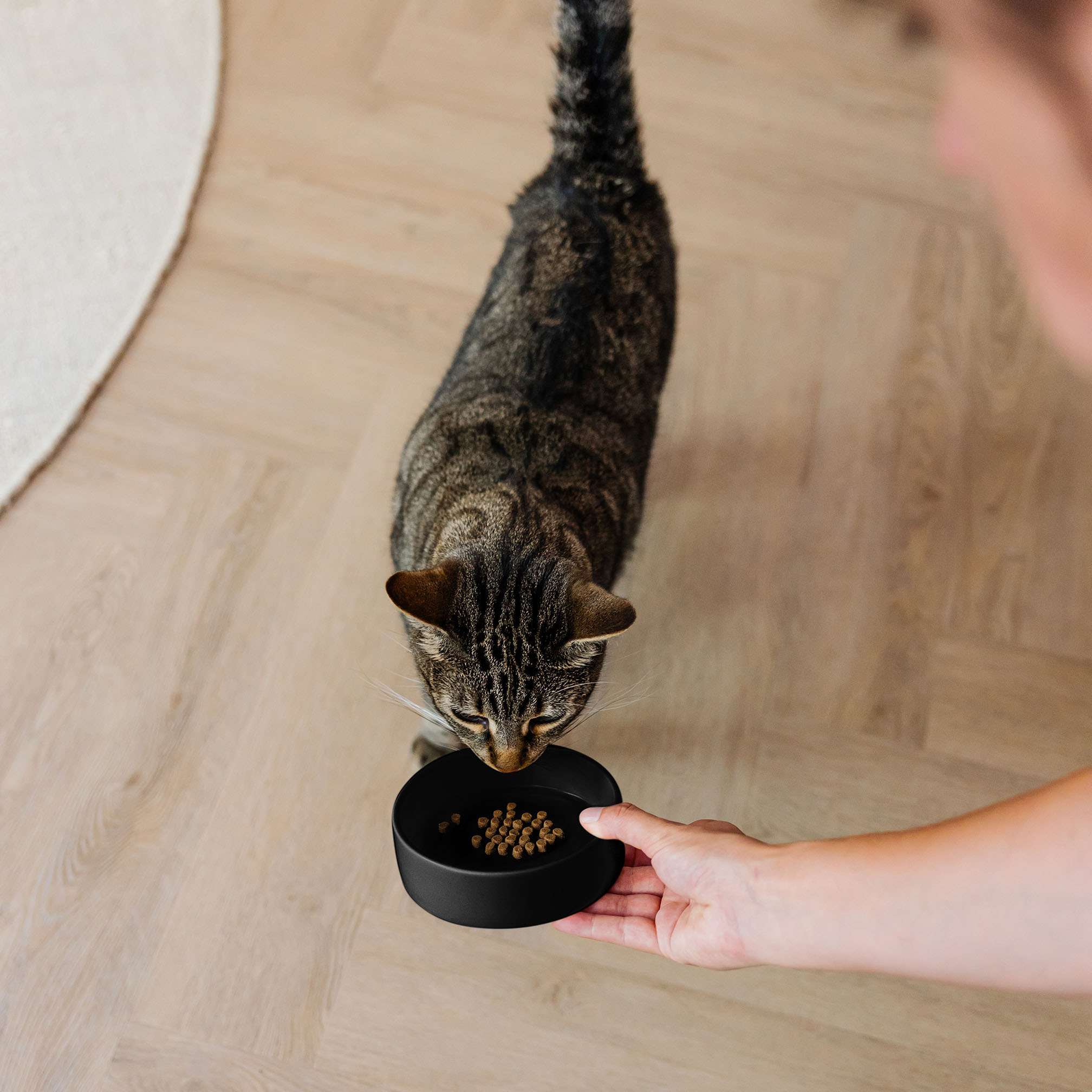 DUSK - Keramische kattenvoerbak - One Size - Zwart en Champagne-3