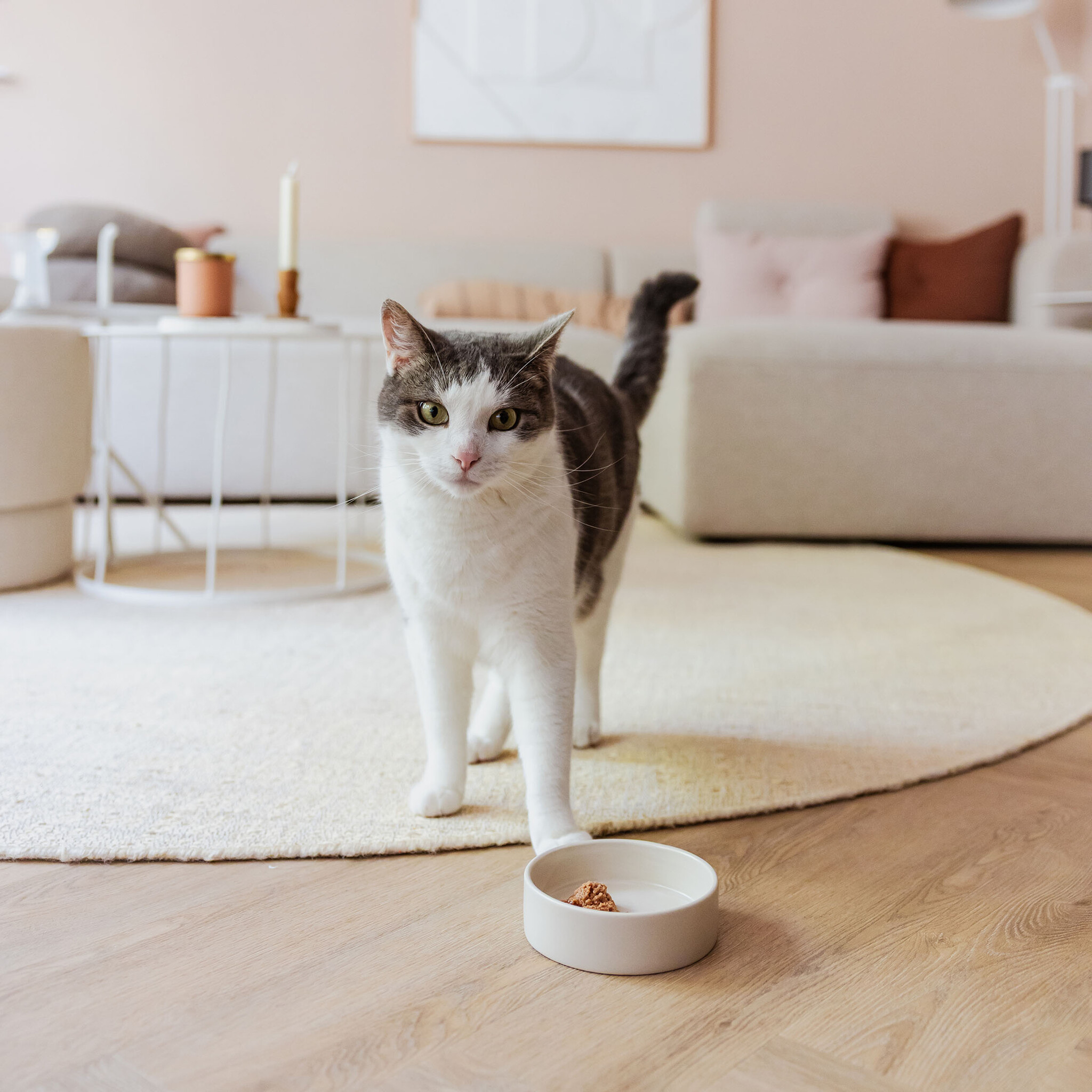 DUSK - Keramische kattenvoerbak - One Size - Zwart en Champagne-4