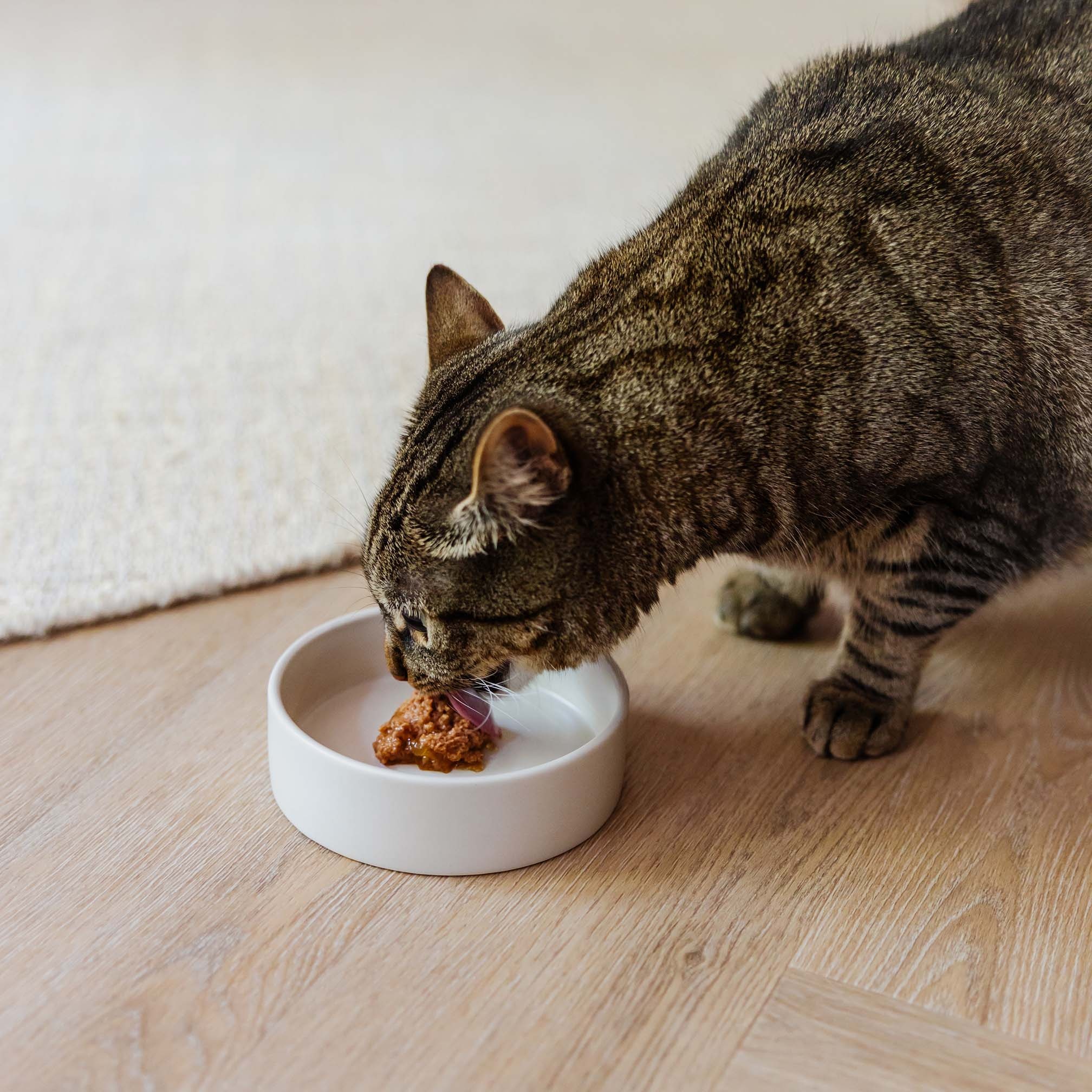 DUSK - Keramische kattenvoerbak - One Size - Zwart en Champagne-2