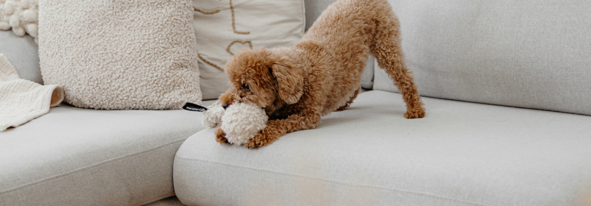 Dog Toys