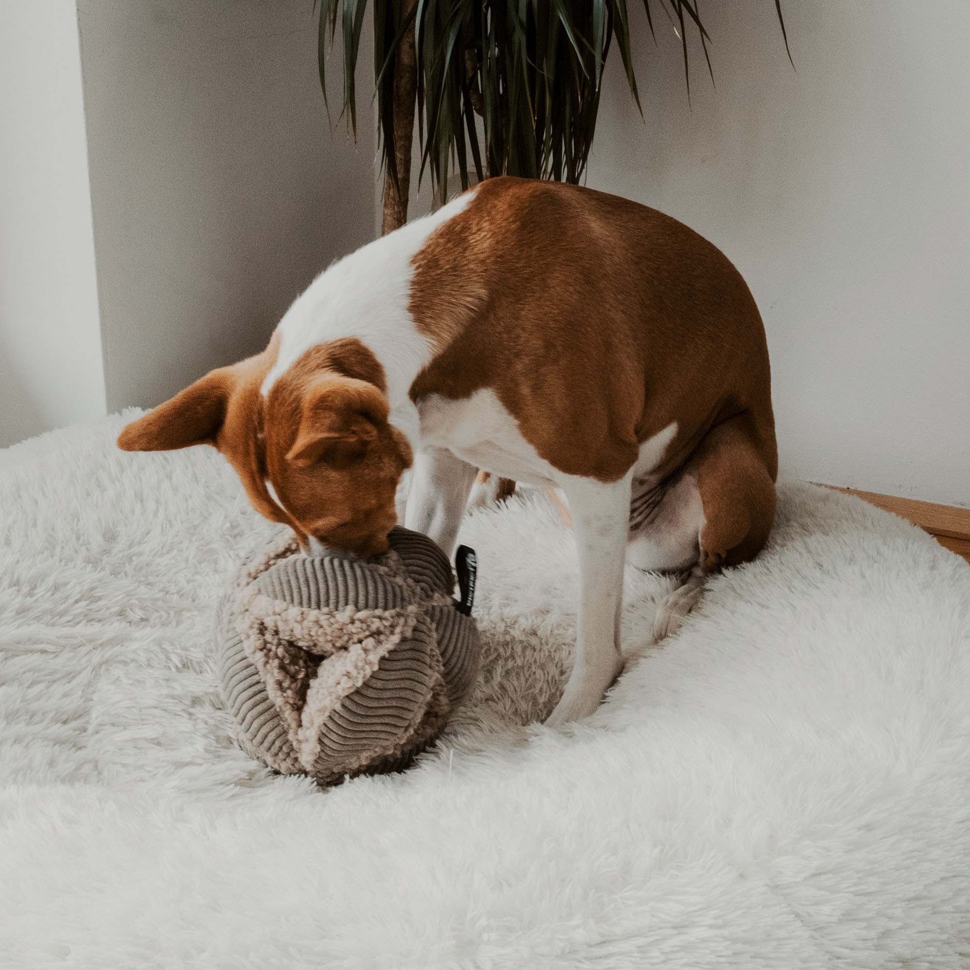 BOBBY - Snuffel hondenspeelgoed - Snuffel bal - Zachte teddy- en ribstof - Taupe, Merengue en Pink-3