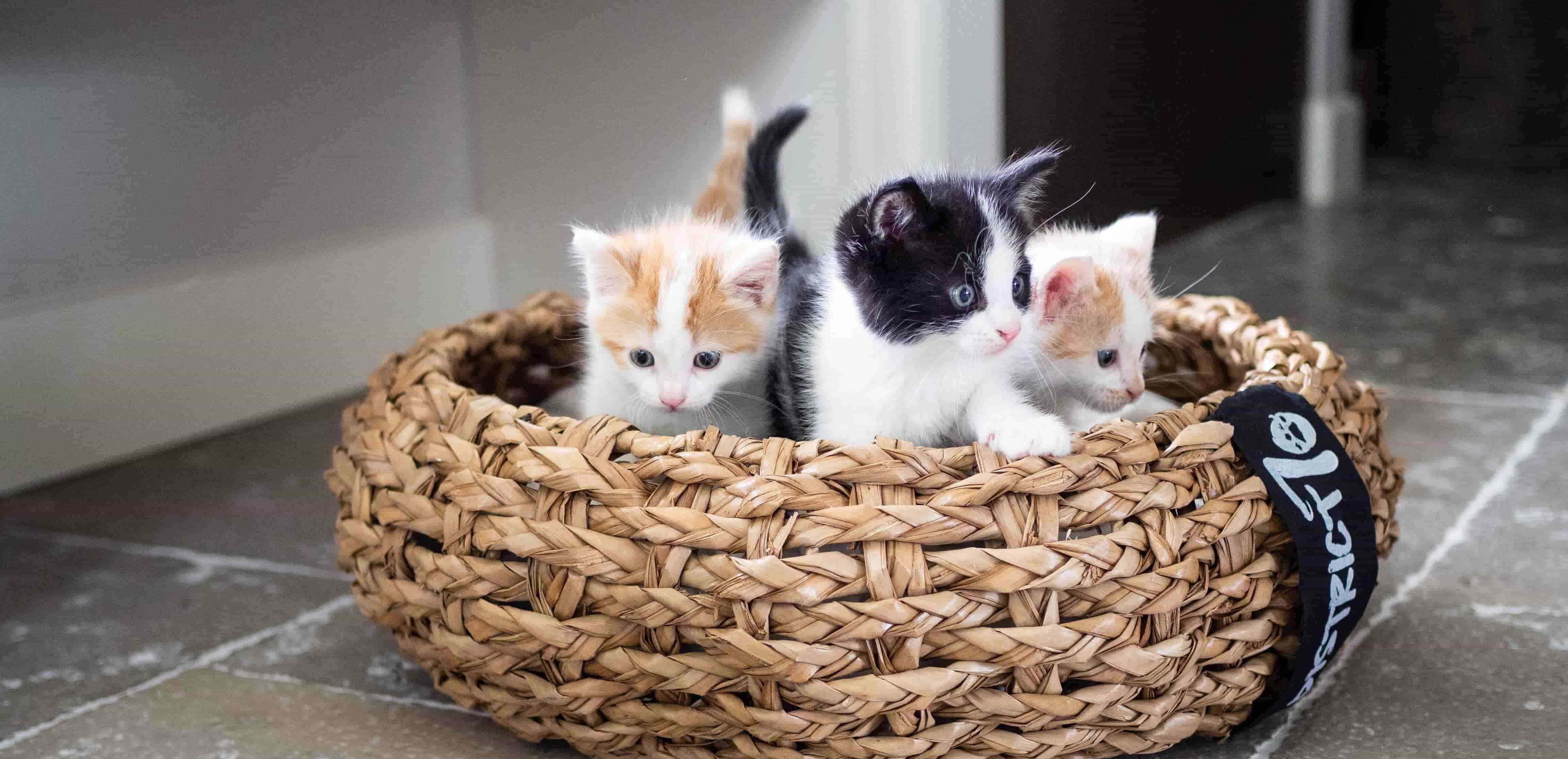Is jouw kat binnenkort jarig?