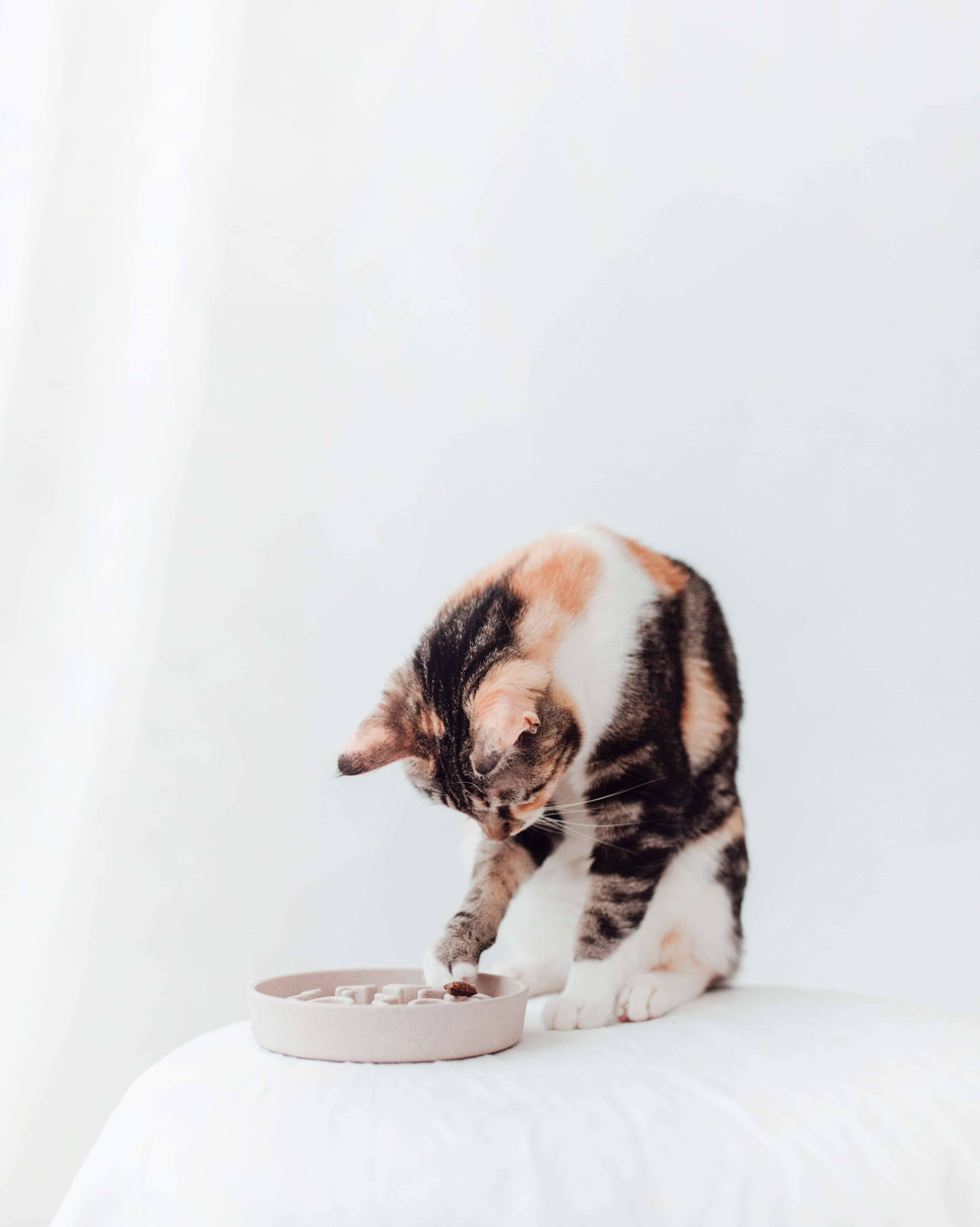 Stylish anti-gulp Bowl