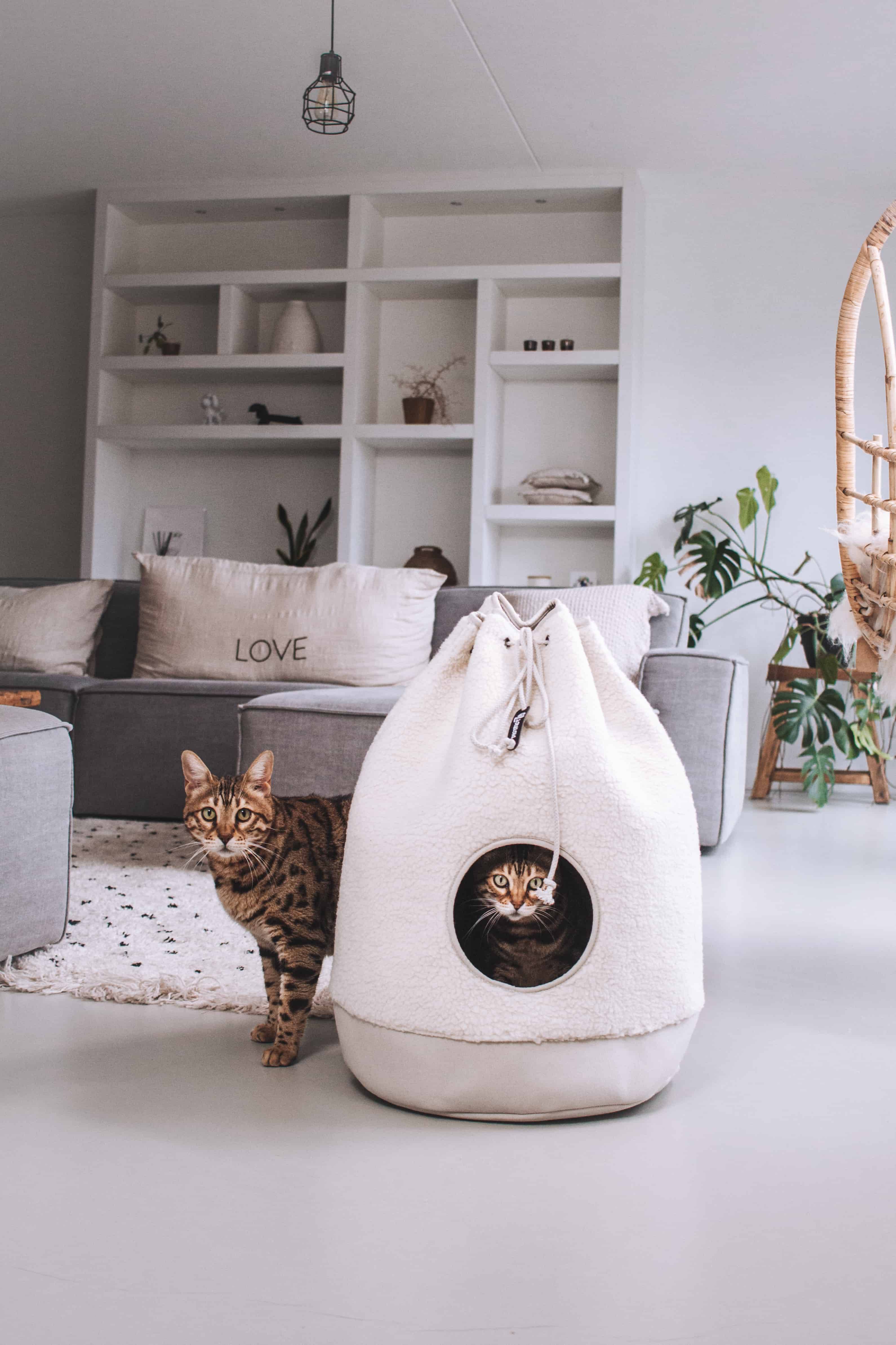 A stylish teddy cat house