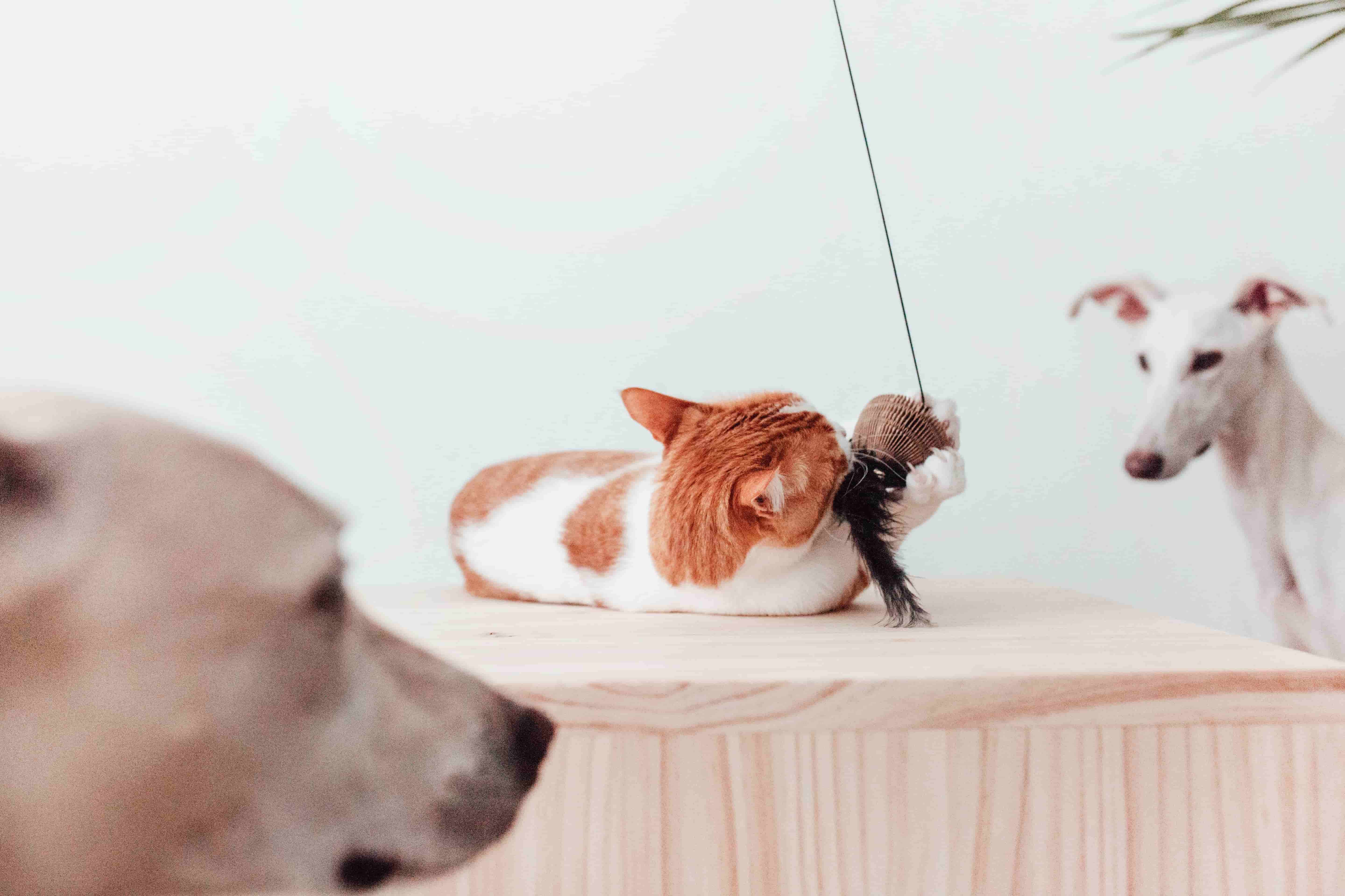 Stylish cardboard wand toys