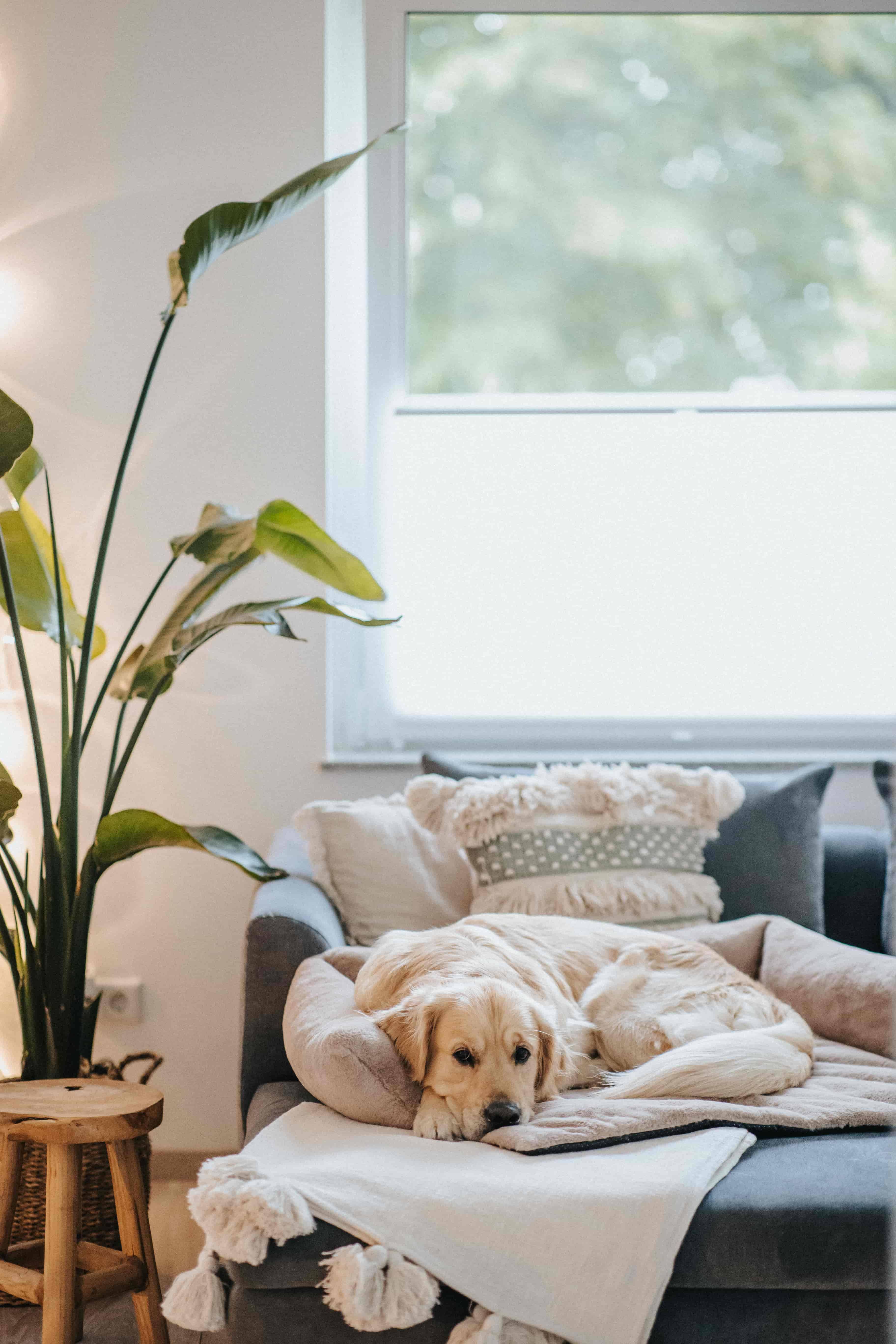 Stylish and cosy dog bed for on the sofa