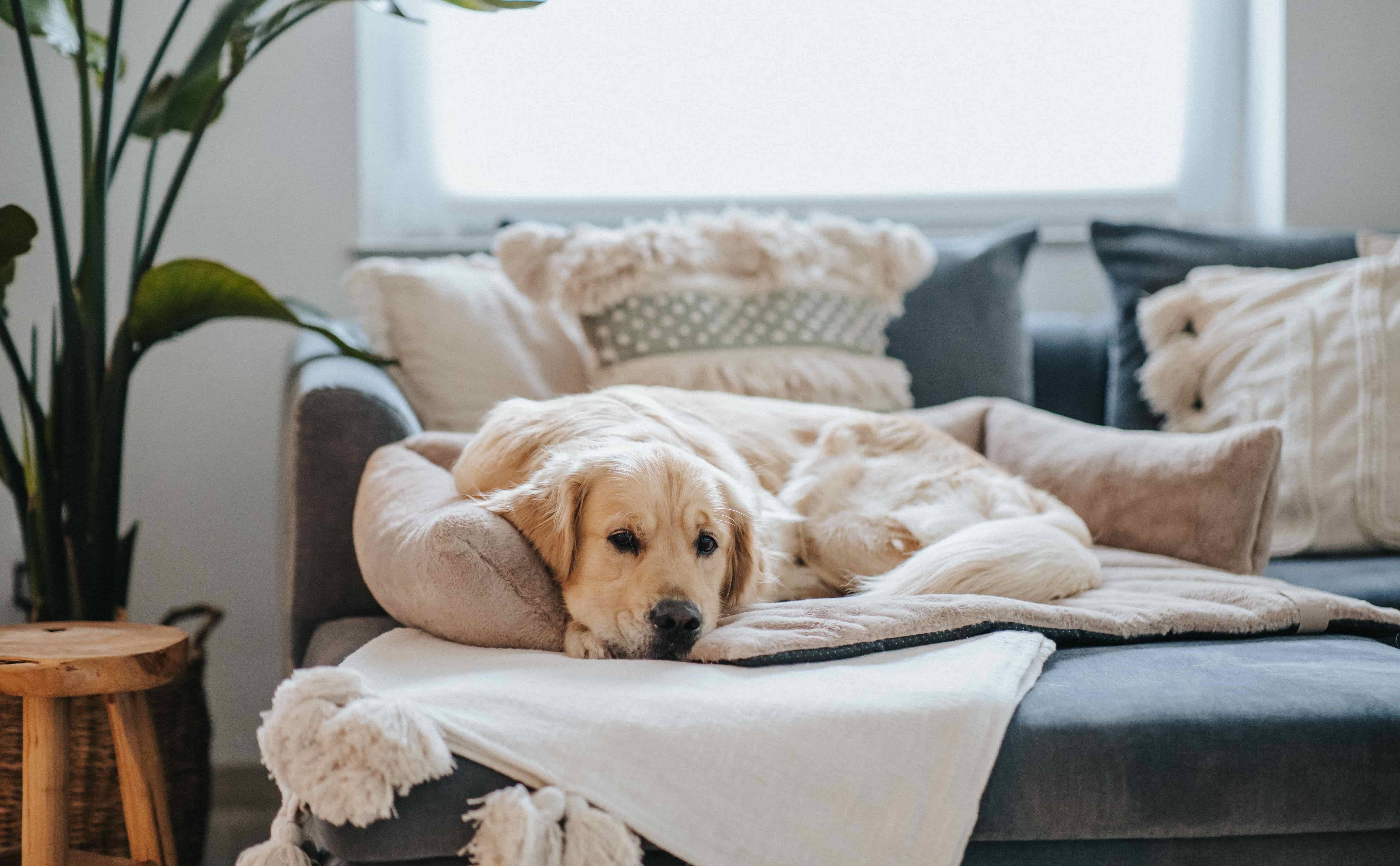 Stylish and cosy dog bed for on the sofa