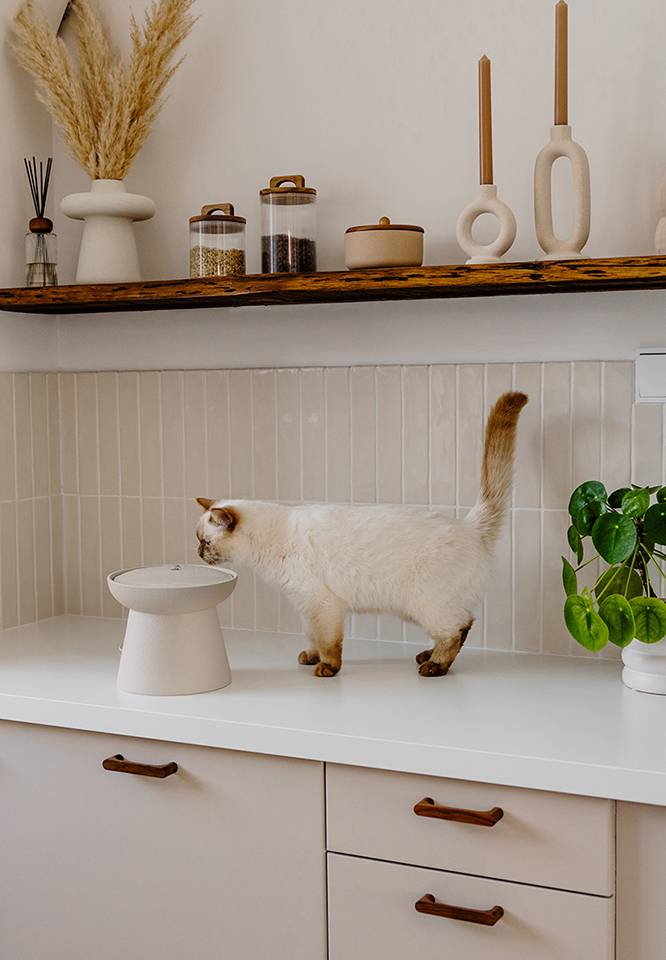 Ceramic fountains and matching cat bowls