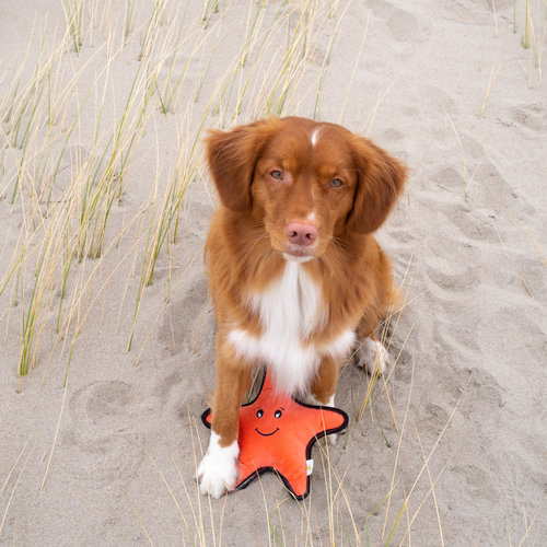 Beco Beco Plush Toy - Sindy the Starfish