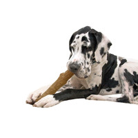 Petstages Dogwood Durable Stick