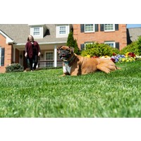 PetSafe® PetSafe® Remote Spray Trainer