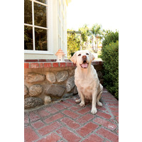 PetSafe® PetSafe® Bark Control Collar