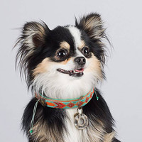 Dog With A Mission DWAM Paddy Lee Collar