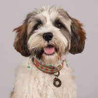 Dog With A Mission DWAM Paddy Lee Collar