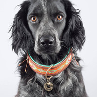 DWAM Tiger Lilly Hundehalsband Dog With A Mission DWAM Tiger Lilly Hundehalsband
