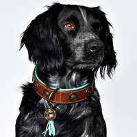DWAM Urban Hundehalsband Dog With A Mission DWAM Urban Hundehalsband