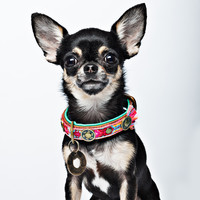 DWAM Boho Hundehalsband Dog With A Mission DWAM Boho Hundehalsband